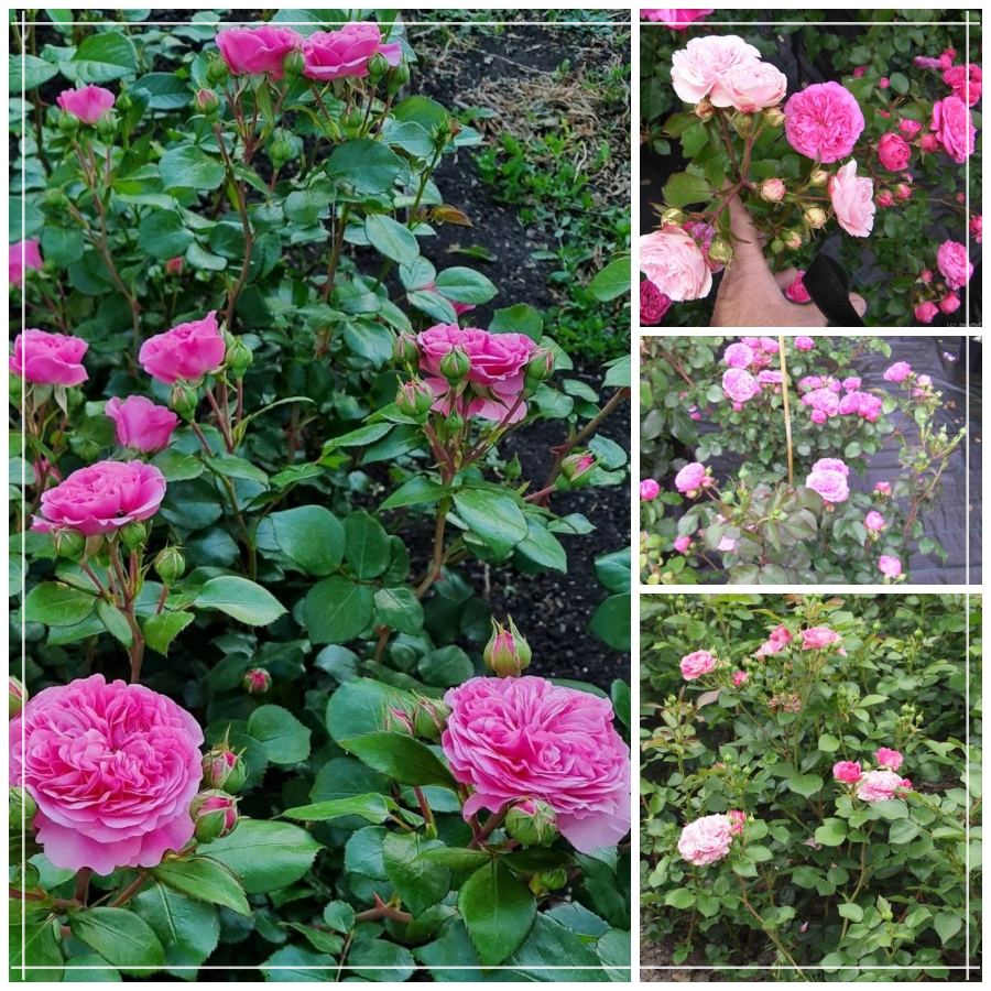 Baronesse róża rabatowa